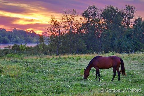Grazing Horse At Sunrise_13826-7.jpg - Photographed along the Rideau Canal Waterway near Smiths Falls, Ontario, Canada.